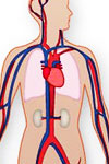 The aorta can be location of aneurysms and dissections