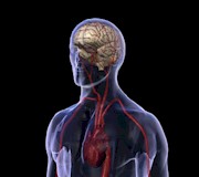 Factores de riesgo cerebrovascular
