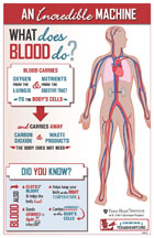 An Incredible Machine: What Does Blood Do?