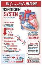 An Incredible Machine: The Conduction System