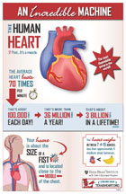 An Incredible Machine: The Human Heart