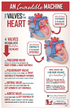An Incredible Machine: Heart Valves