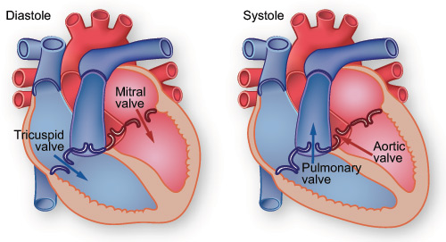 Illustration showing diastole: blood is pumped from the atria into the ventricles.