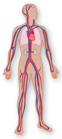 The aorta is the main artery in the body.