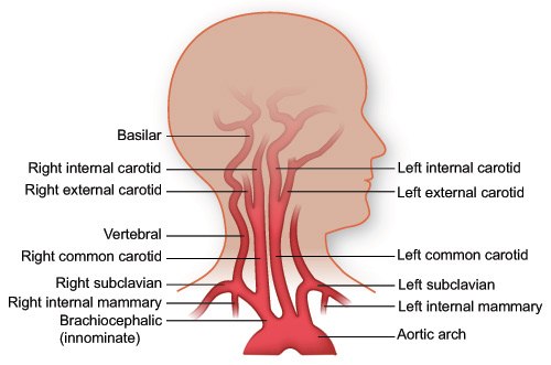 Illustration of the arteries of the head and neck.