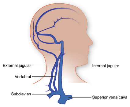 Veins of the head and upper torso