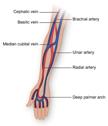 Illustration of veins and arteries in the arm
