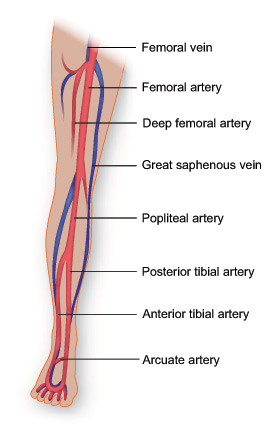 Vascular system of the leg