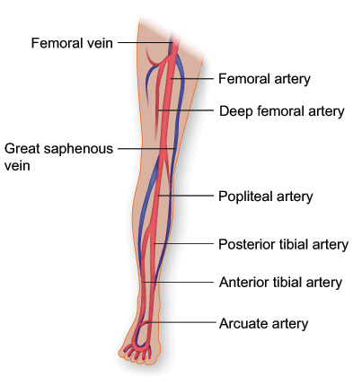 Vasculature of the Leg 