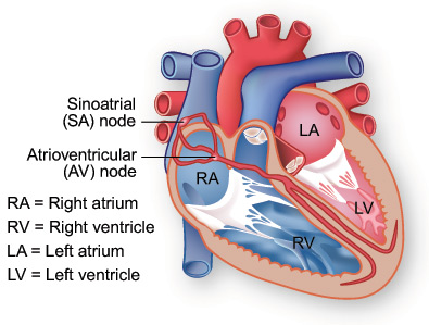 Illustration of the heart's conduction system