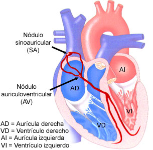 Ilustracion del sistema de conduccion electrica del corazon.