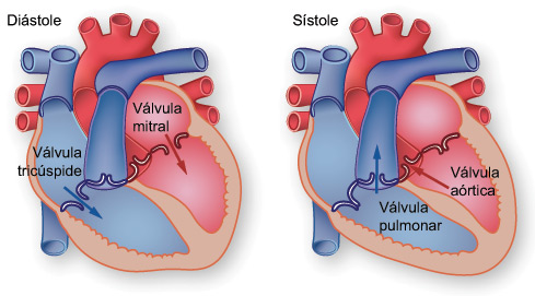 Ilustracion de la diastole: la sangre es bombeada de las auriculas a los ventriculos.