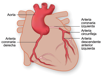 Las arterias coronarias del corazón