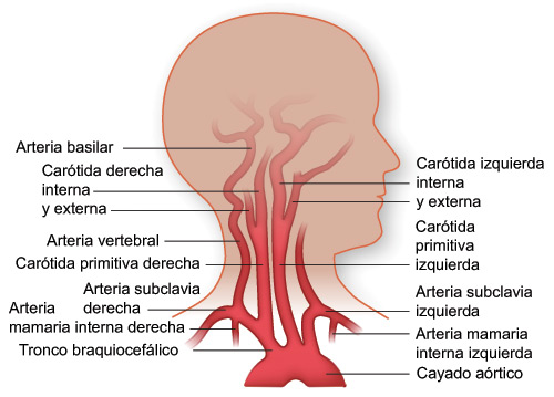 Arterias de la cabeza y la parte superior del tronco
