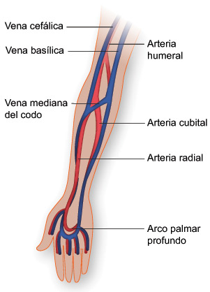 Vasos sanguíneos del brazo
