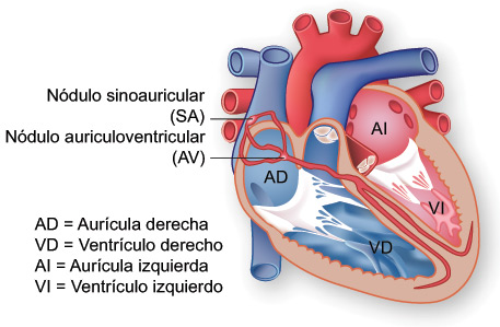 Ilustración del sistema de conducción eléctrica del corazón.
