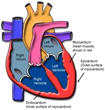 Cross-section view of heart showing myocardium.