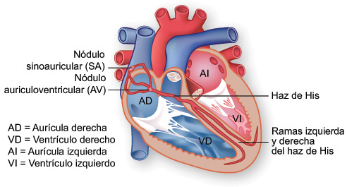 Ilustracin del sistema de conduccin elctrica del coraz