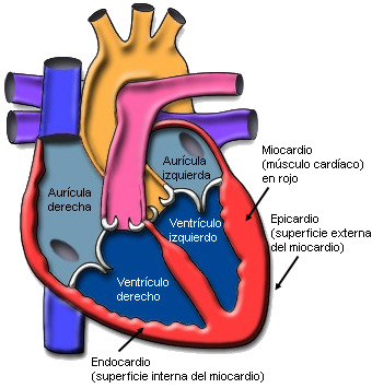 Vista transversal del corazon que muestra el miocardio.