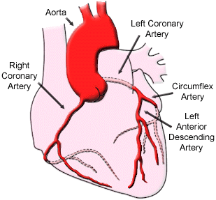 Illustration showing the coronary arteries