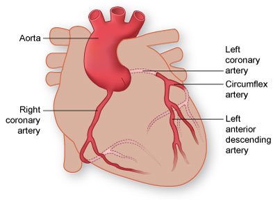 Diagram of the Coronary Arteries