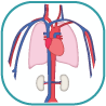 Watch Circulatory System Animation