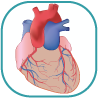 Watch External Heart Anatomy Animations