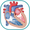 Watch Internal Heart Anatomy Animations