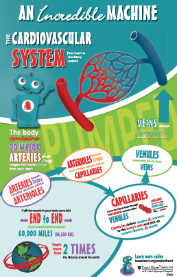 Infographic Anatomy Poster - Cardiovascular System