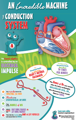 Infographic Anatomy Poster - Conduction