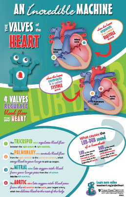 Infographic Anatomy Poster - Heart Valves