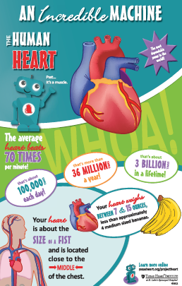 Infographic Anatomy Poster - The Heart