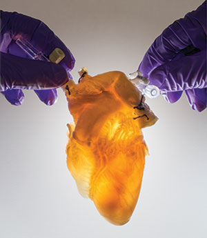 Ghost heart used to create new organs for transplantation.