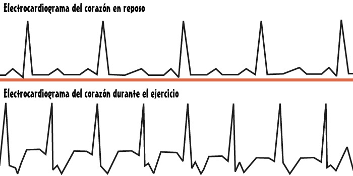 Electrocardiograma del corazón durante el ejercicio